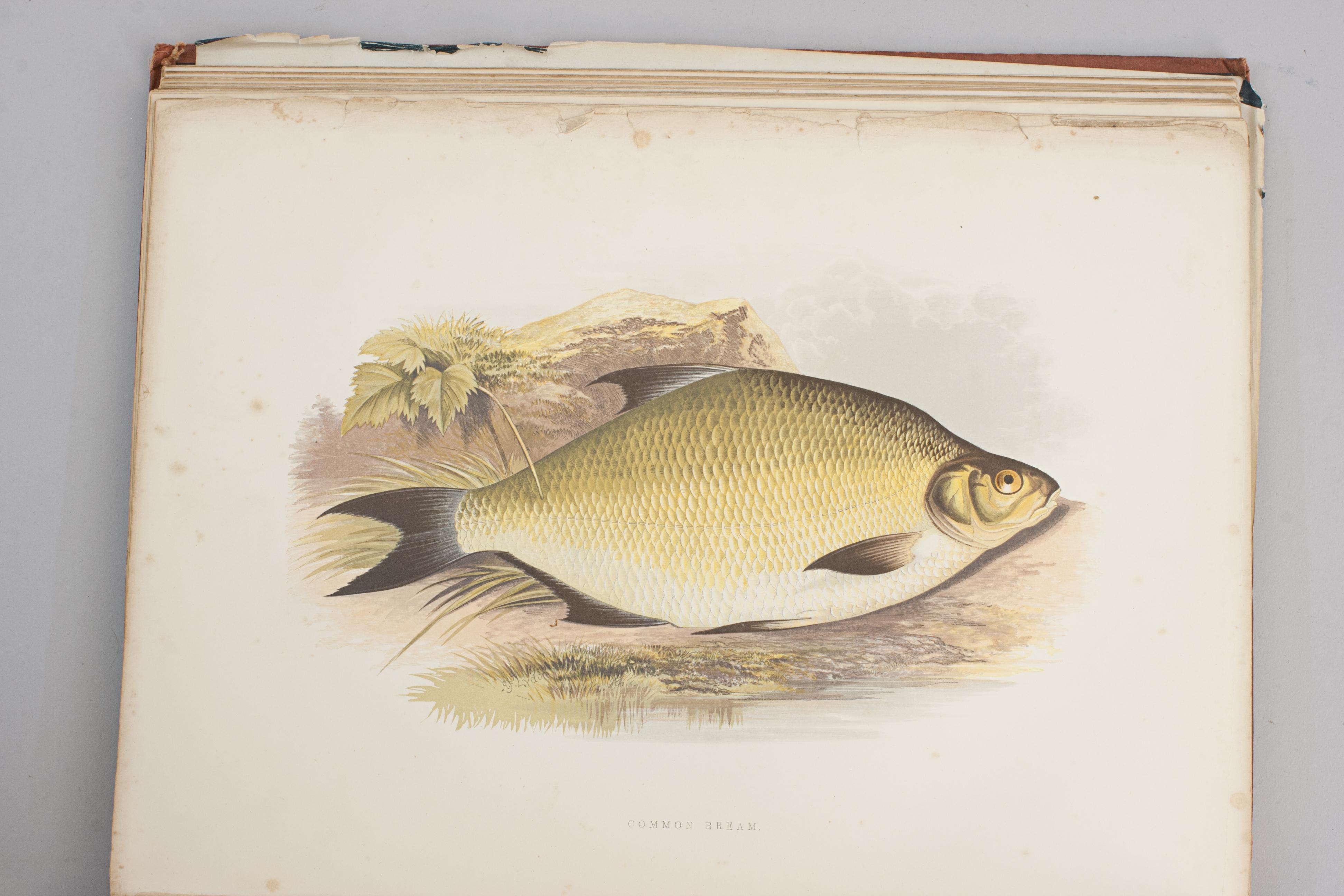 Fishing Book, British Fresh Water Fishes For Sale 9