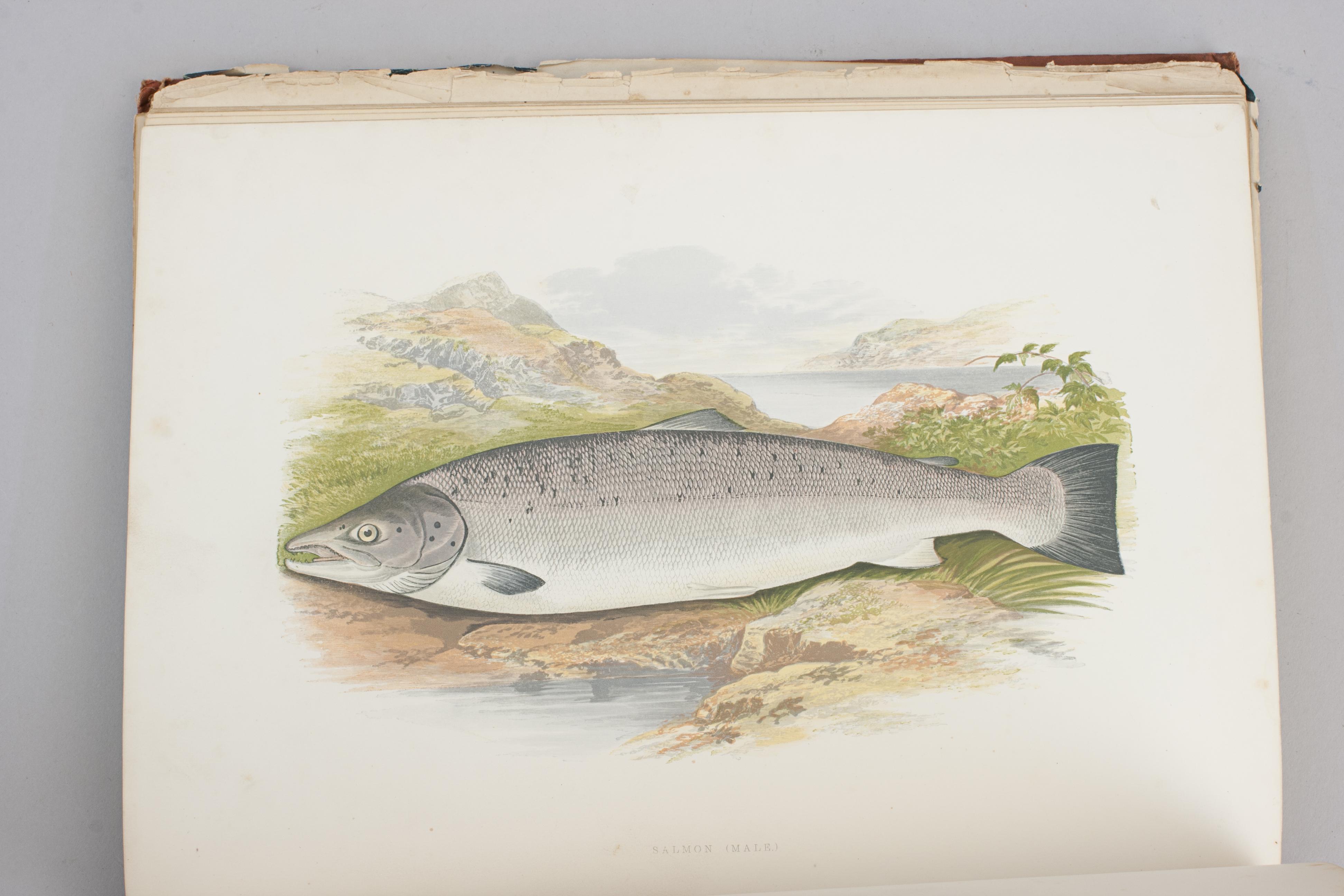 Fishing Book, British Fresh Water Fishes For Sale 11