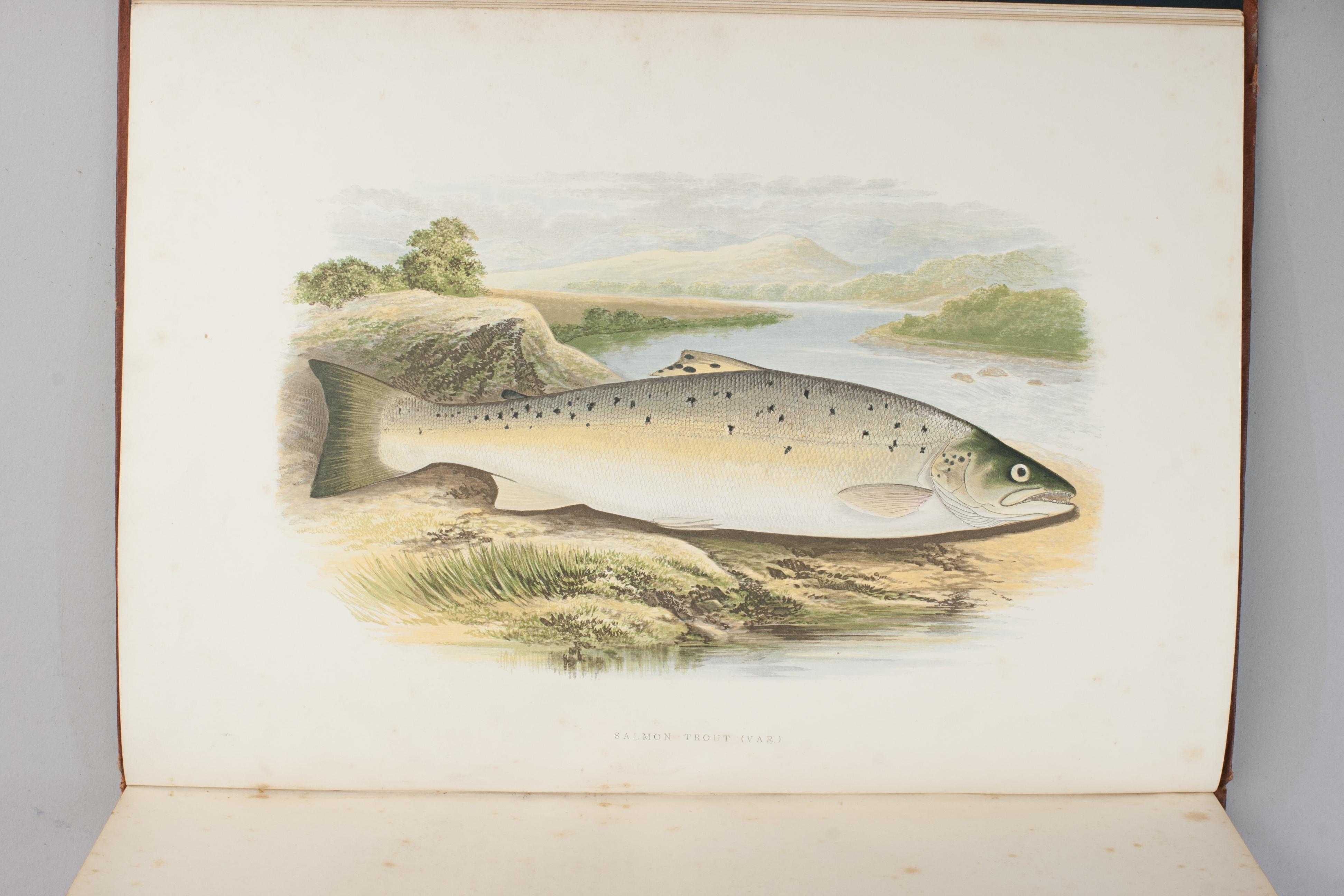 Paper Fishing Book, British Fresh Water Fishes For Sale