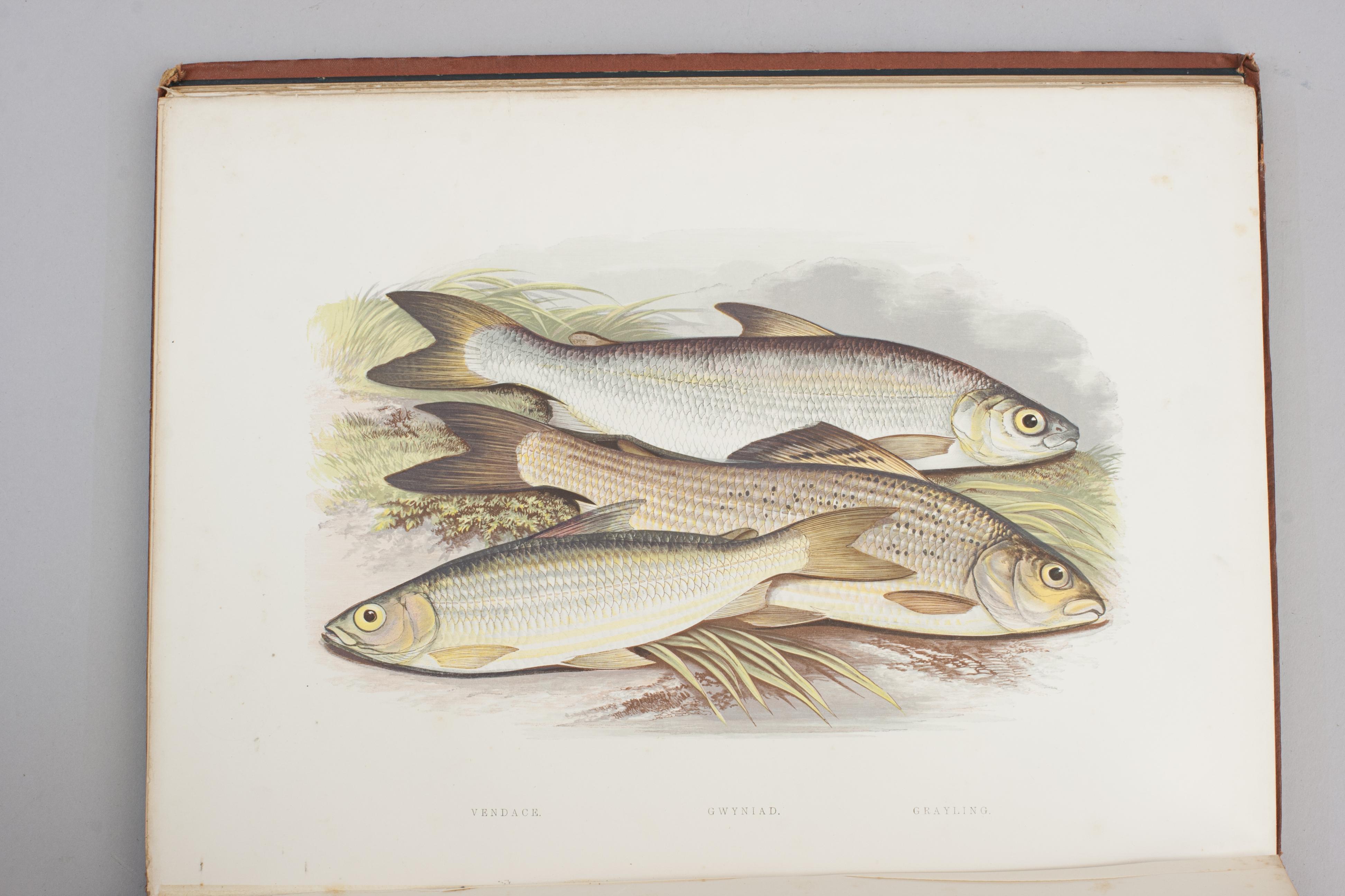 Fishing Book, British Fresh Water Fishes For Sale 2