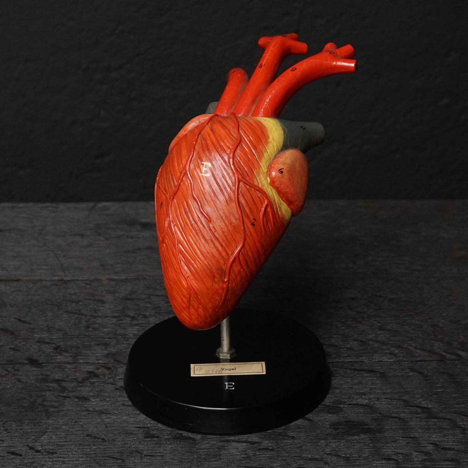 Five 1950s German Anatomical VEB SVL Models of Animal Hearts 4