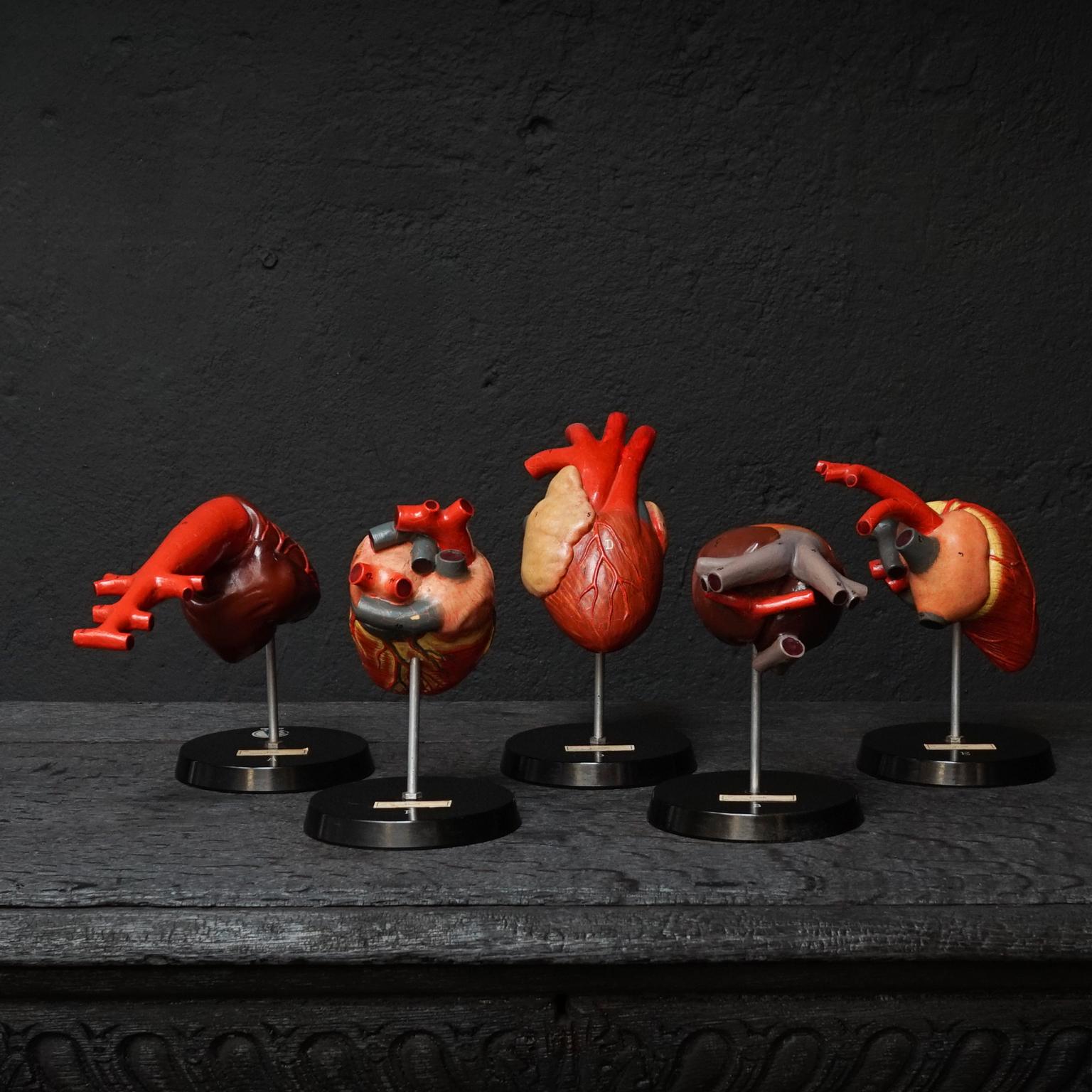 Five German resin hearts on bakelite bases of different animals.
Very detailed dog, crocodile, frog, bird and fish hearts.

Made by VEB Sonnenberg SVL for anatomical studies, hand painted, numbered and labeled.

Very decorative curiosity set