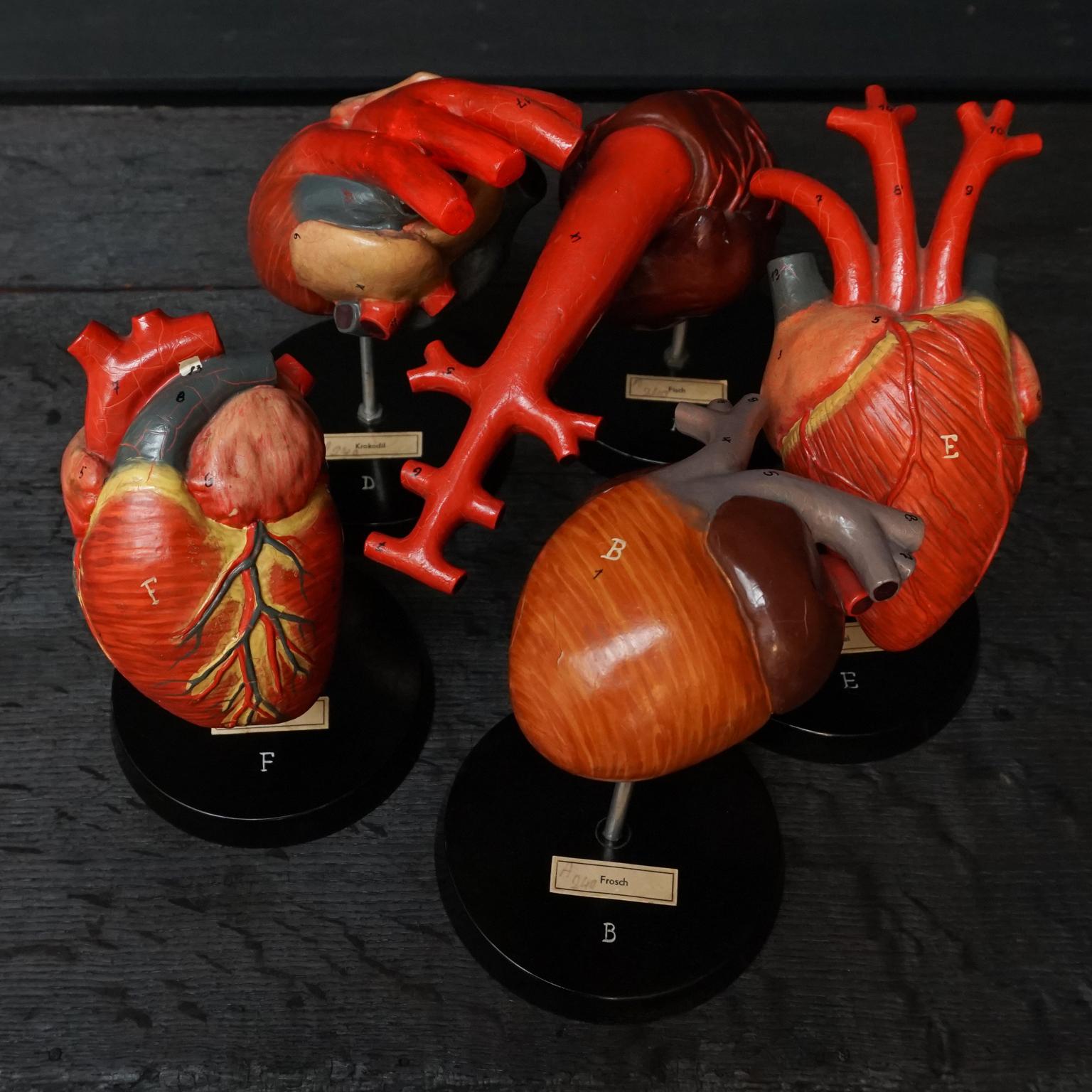 Five 1950s German Anatomical VEB SVL Models of Animal Hearts In Good Condition In Haarlem, NL