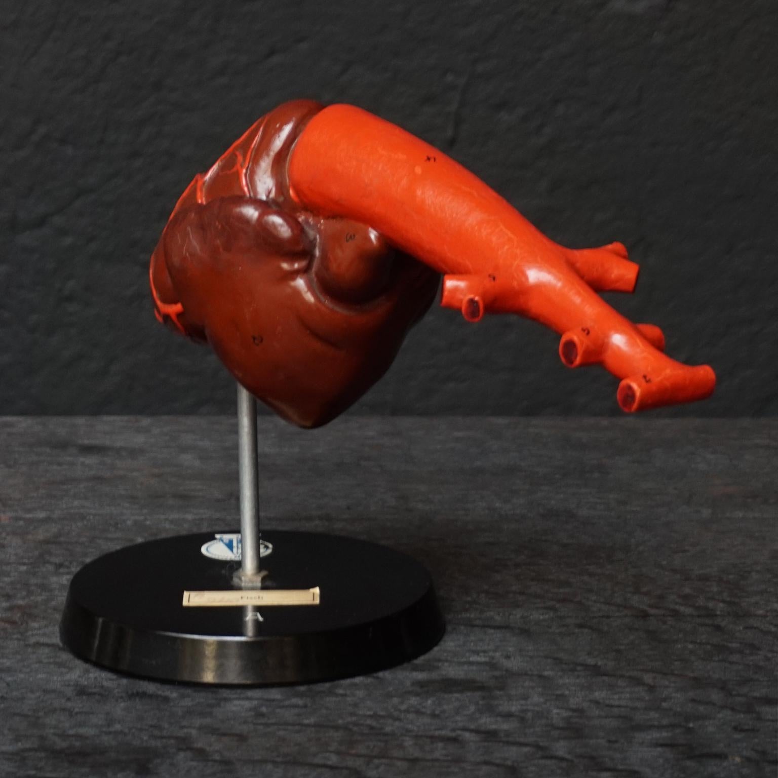 Metal Five 1950s German Anatomical VEB SVL Models of Animal Hearts