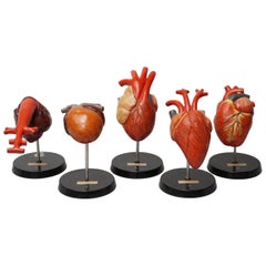 Vintage Five 1950s German Anatomical VEB SVL Models of Animal Hearts