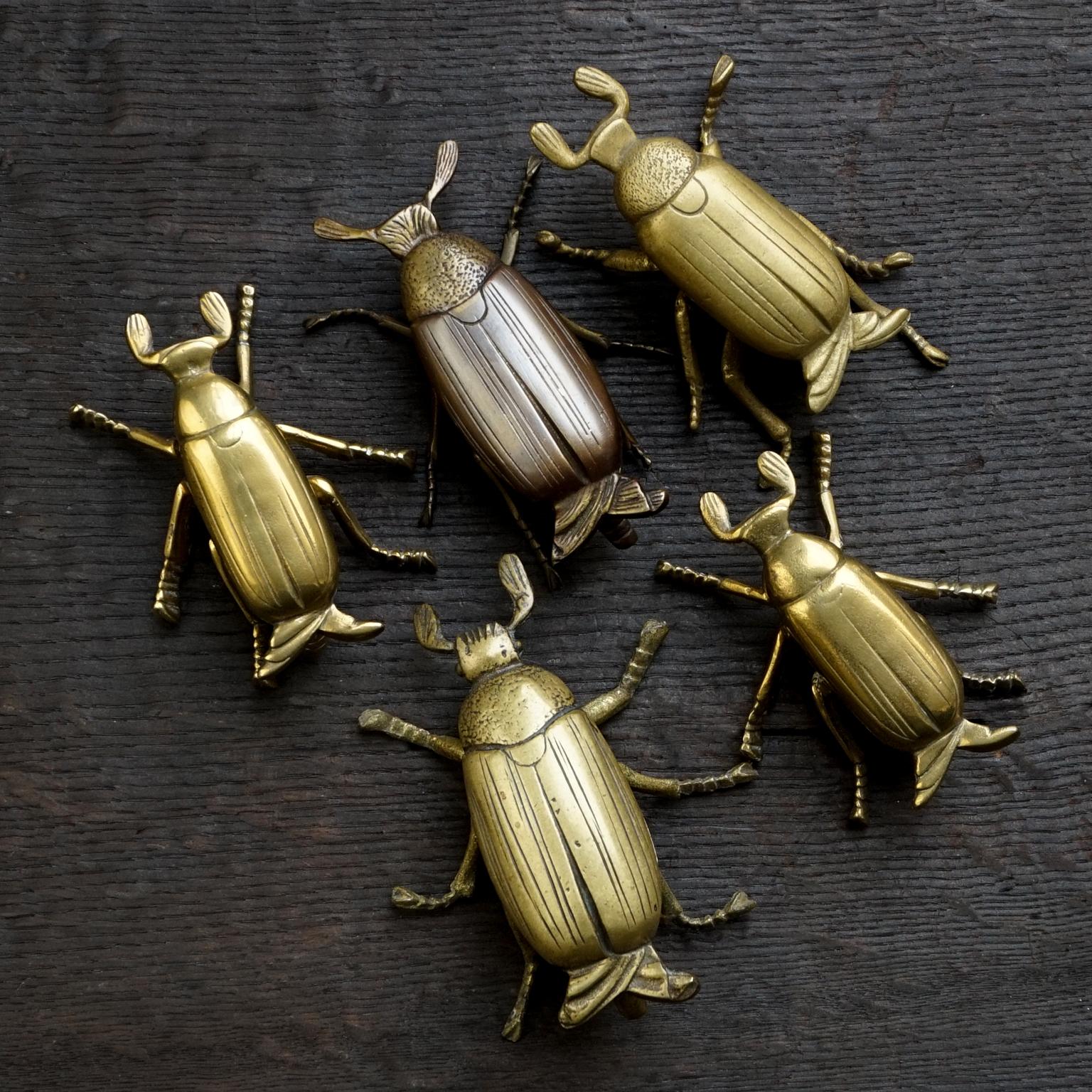 bronze beetle