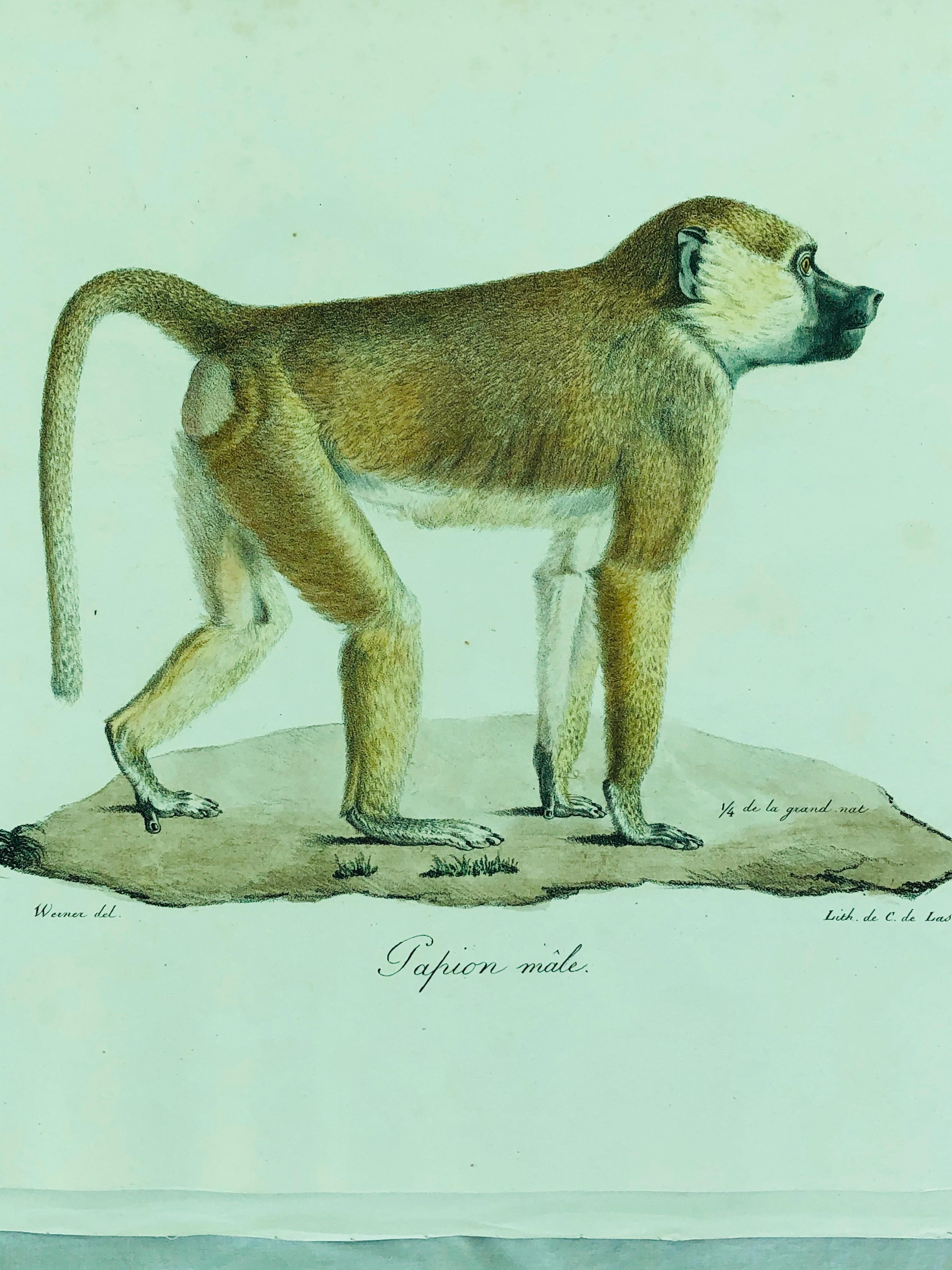 Five 19th century unframed early monkey engravings painted by Jean-Charles Werner and printed by lithographer C. de Last. From the Cuvier Histoire Naturelle. Comprising Papien male, Babouin male, Tamarin; Chacma male tres vieux and Magot male. All
