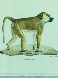 Five 19th Century Unframed Monkey Engravings Jean-Charles Werner