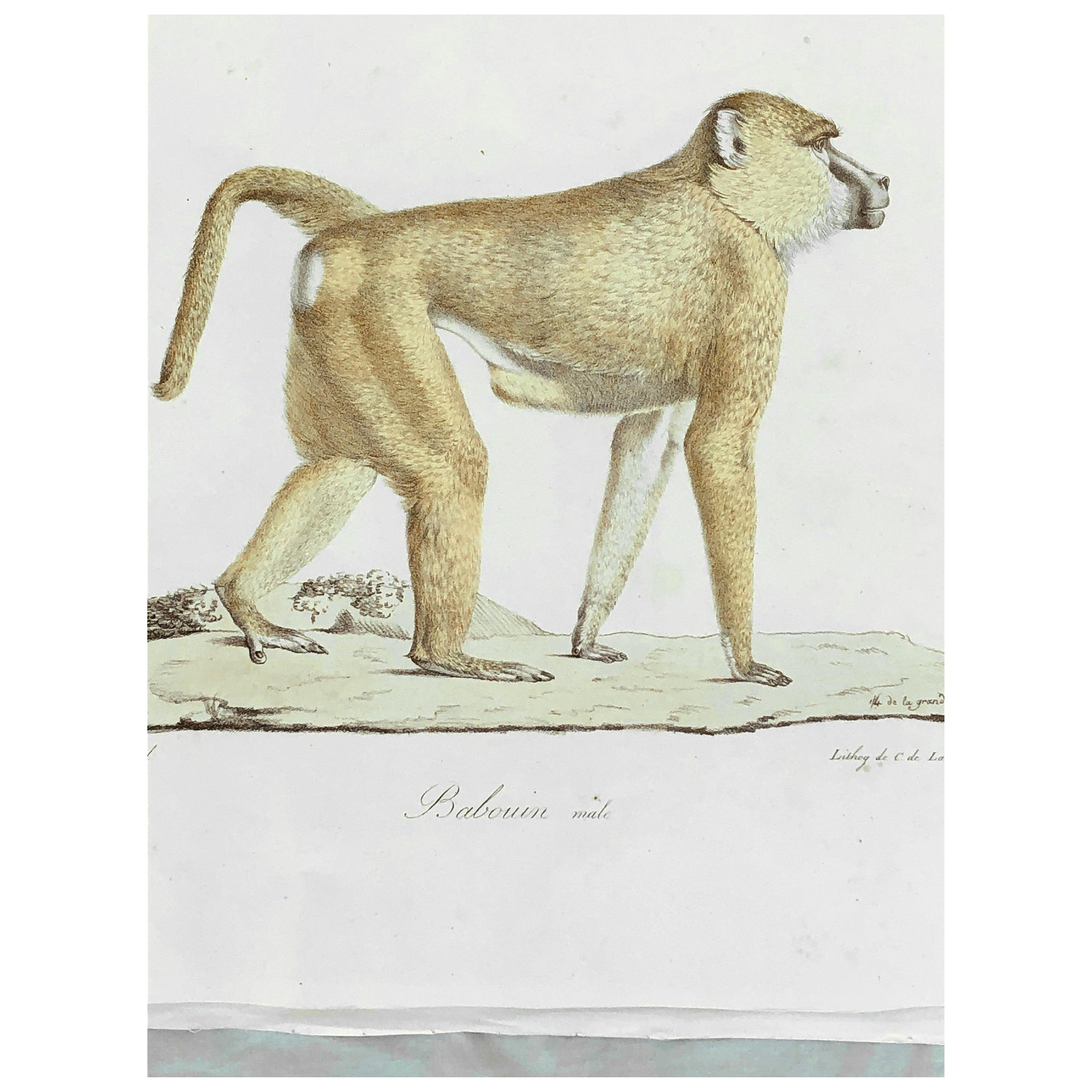 Five 19th Century Unframed Monkey Engravings Jean-Charles Werner For Sale