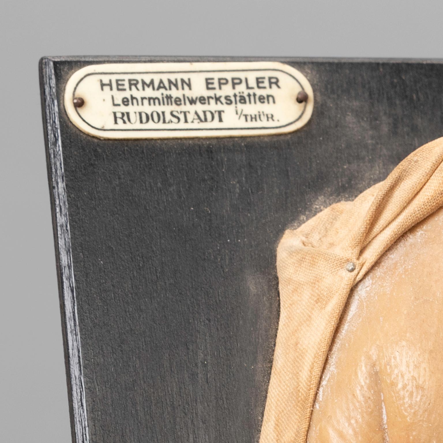 From Wax Models To Scientific Fame: Anna Morandi Manzolini - 3qgru9c