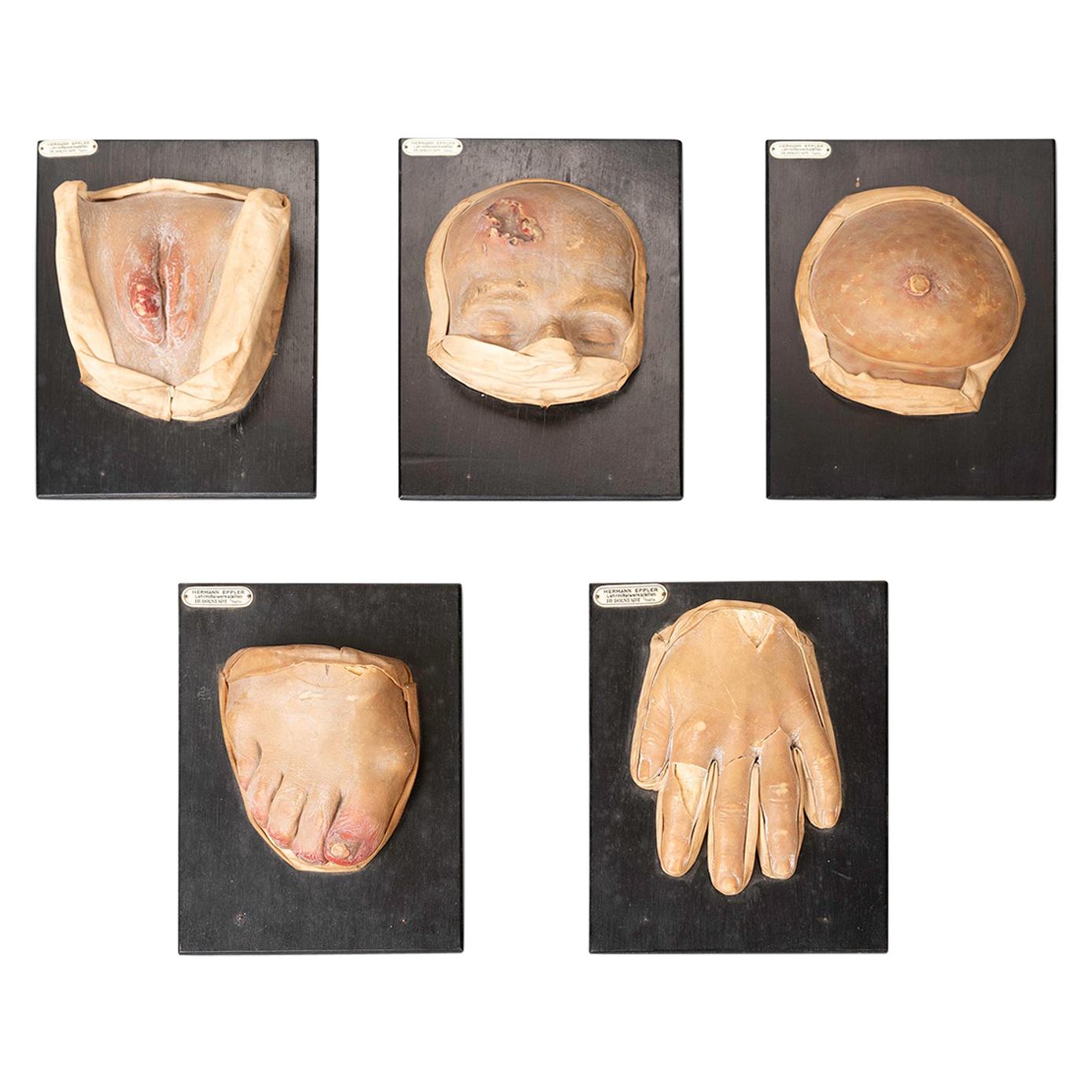 Five Anatomical Wax Models by Hermann Eppler For Sale at 1stDibs