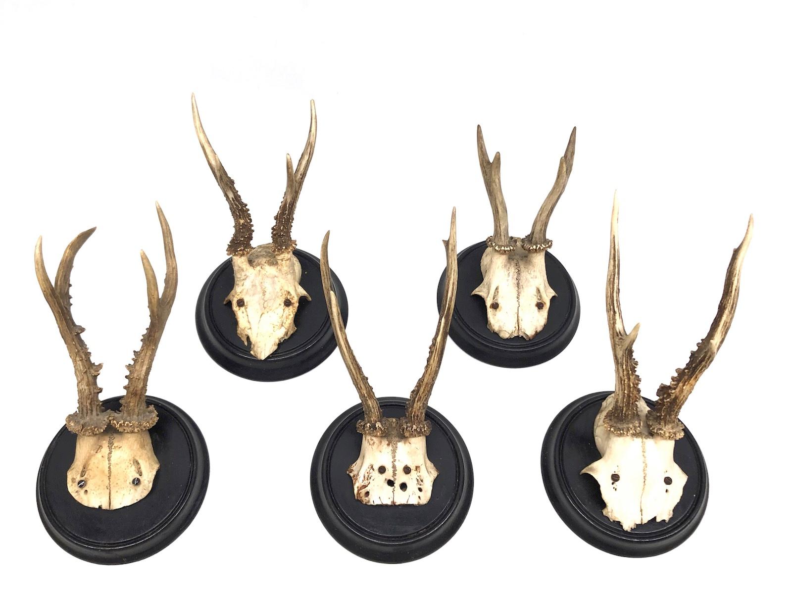 A set of 5 antique Black Forest deer antler trophies on hand carved, black lacquered wooden plaques. They are not dated, but they are from circa 1900s. Tallest is approximate 11 1/4