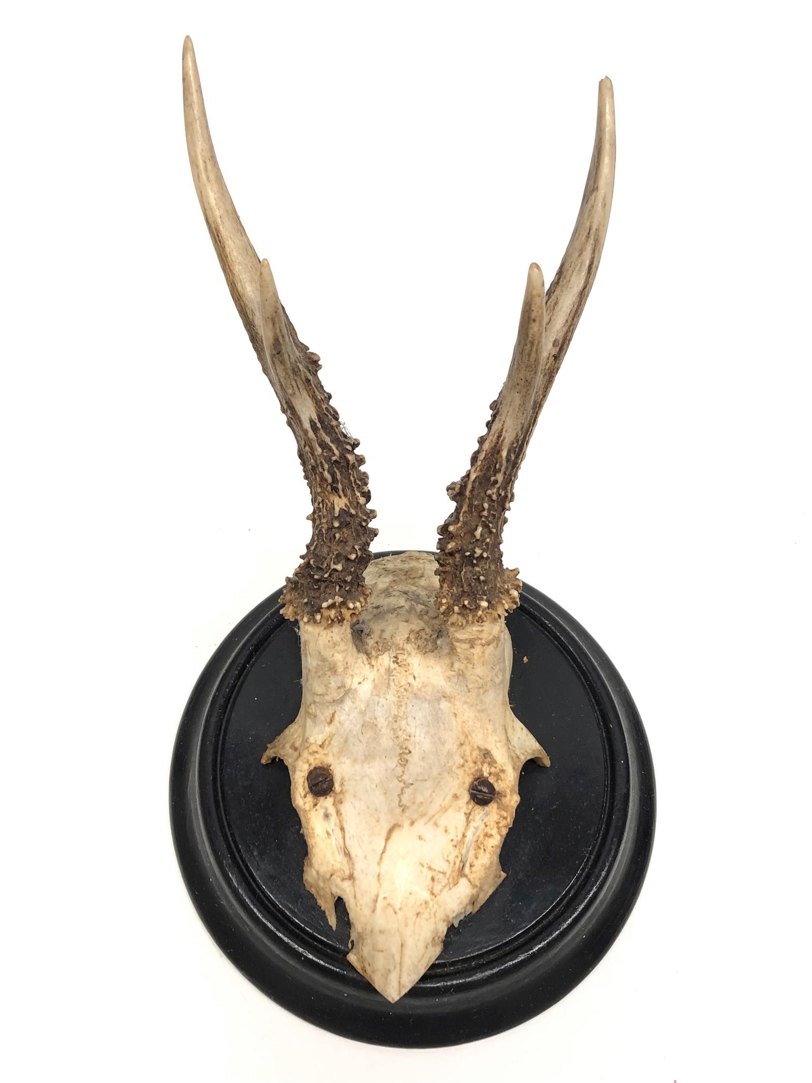 Five Antique Black Forest Deer Antler Trophies, German, 1900s In Good Condition In Nuernberg, DE