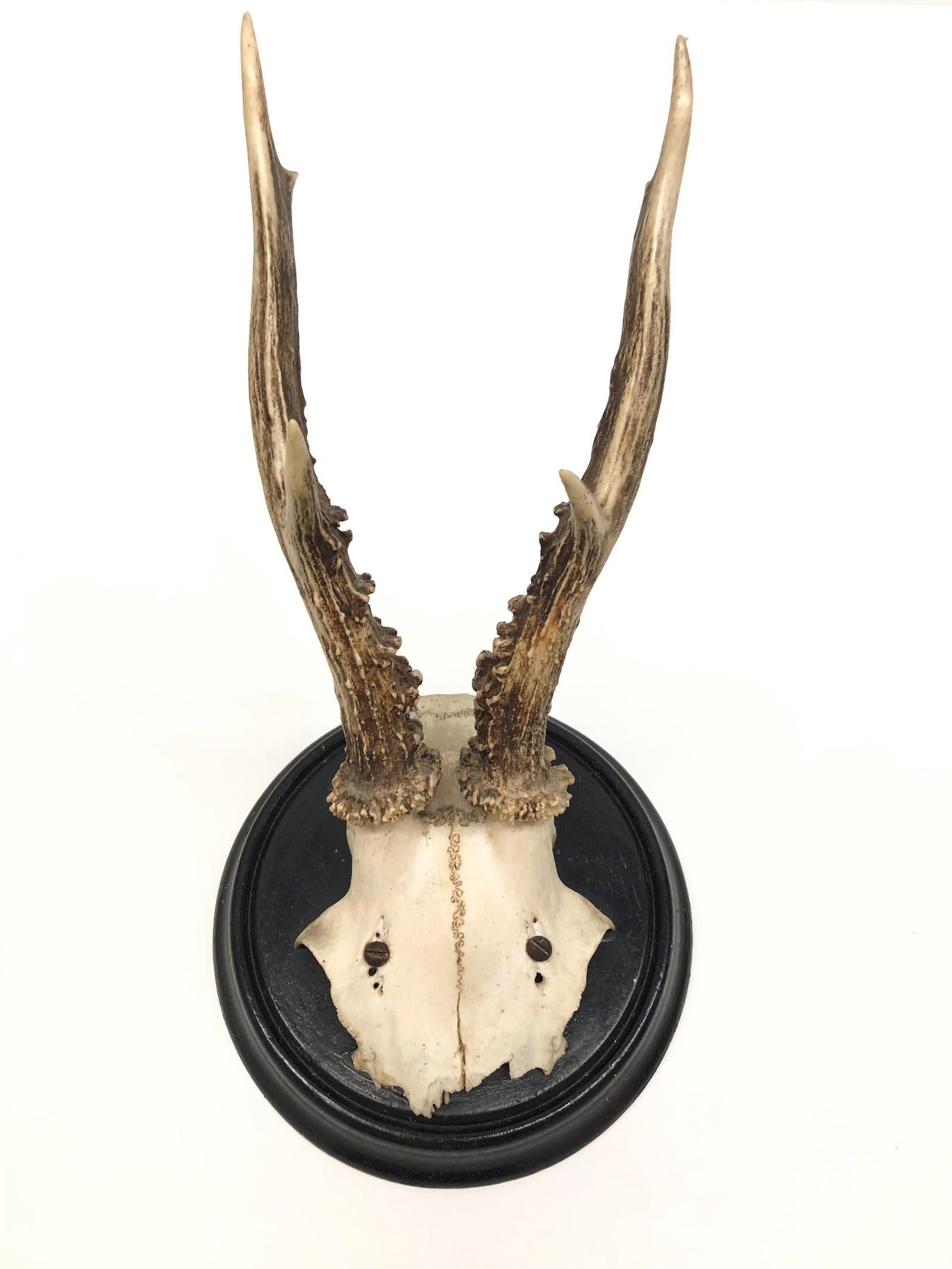 Five Antique Black Forest Deer Antler Trophies, German, 1900s 1