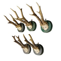 Five Antique Black Forest Deer Trophies on Wooden Plaques 1880s