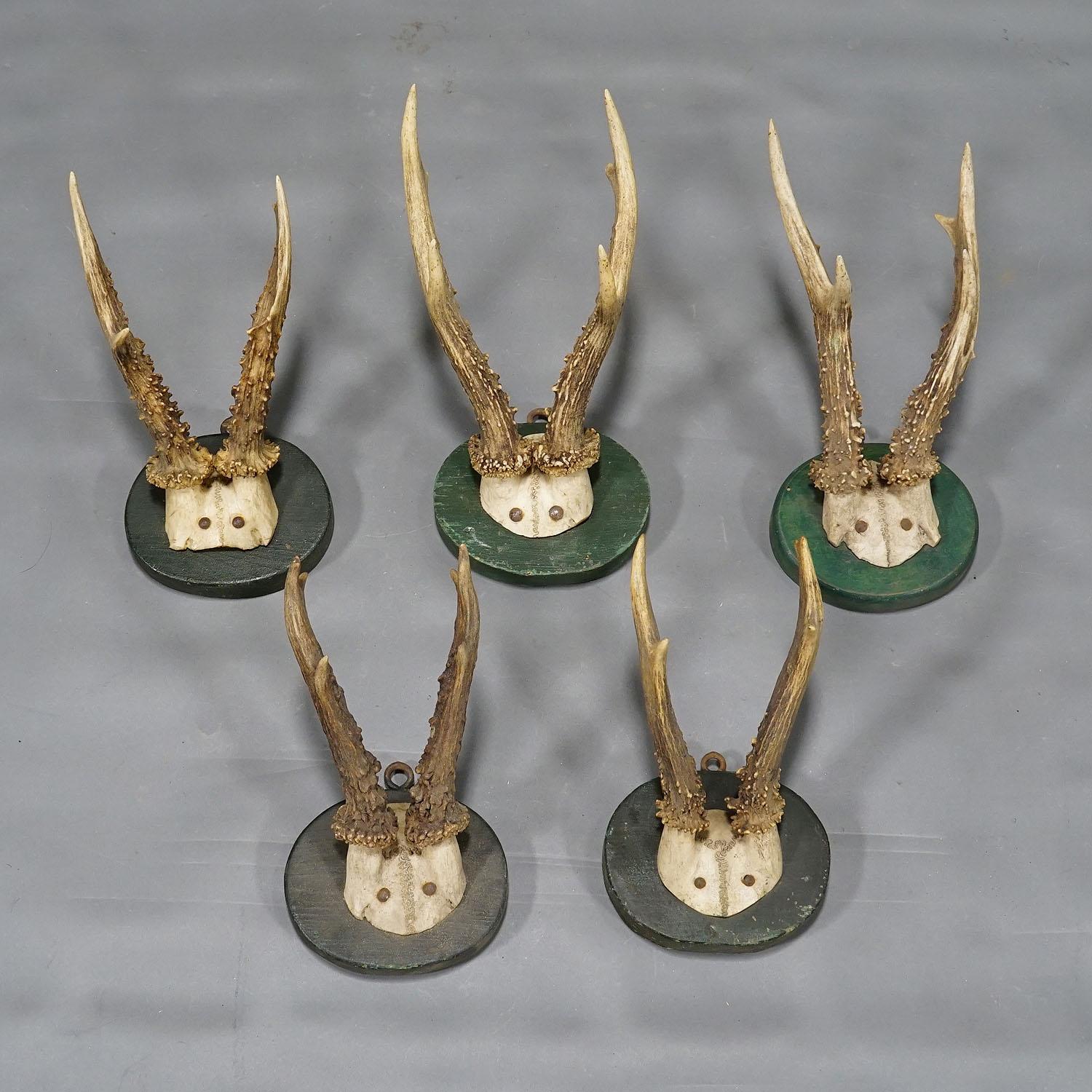 Allemand Cinq trophées anciens de cerfs de Black Forest sur plaques de bois 1880s en vente