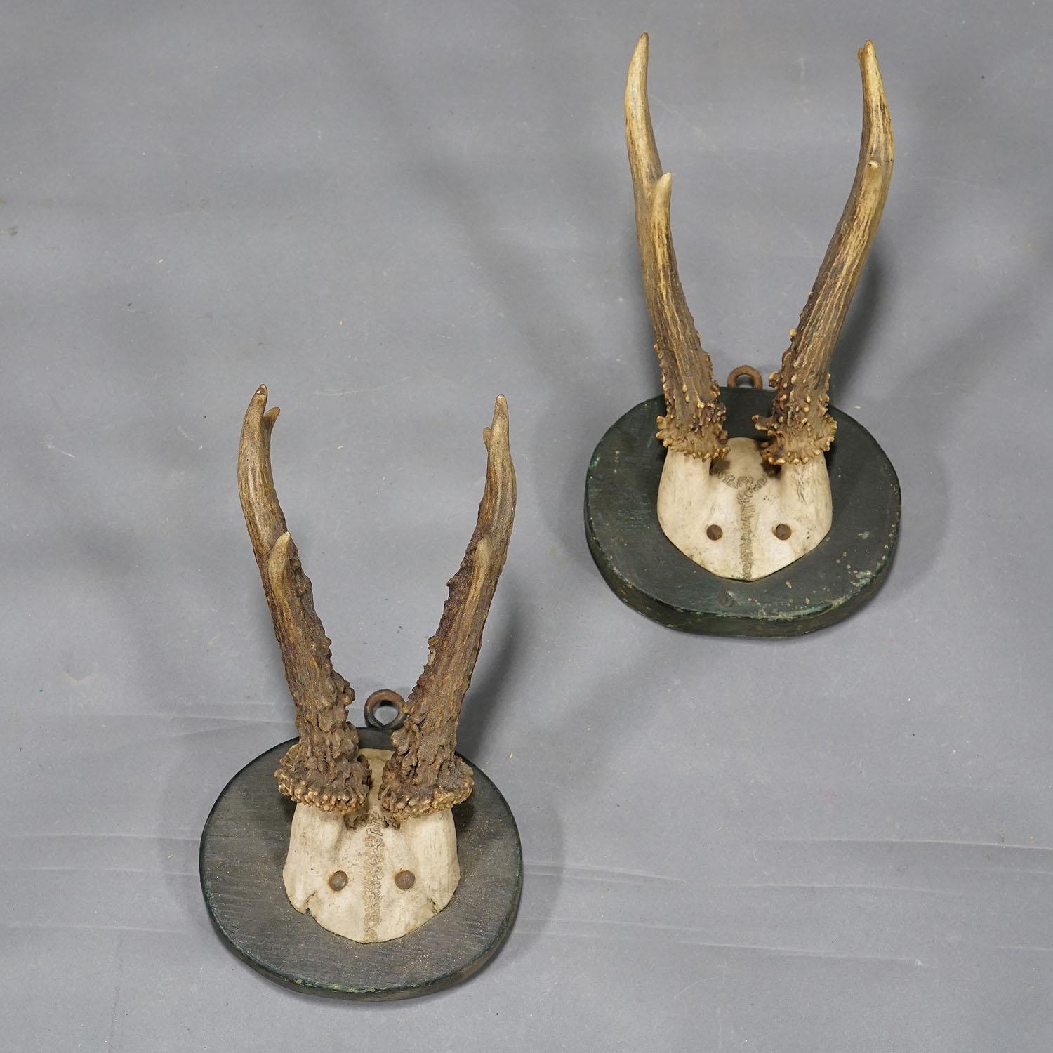 Cinq trophées anciens de cerfs de Black Forest sur plaques de bois 1880s Bon état - En vente à Berghuelen, DE