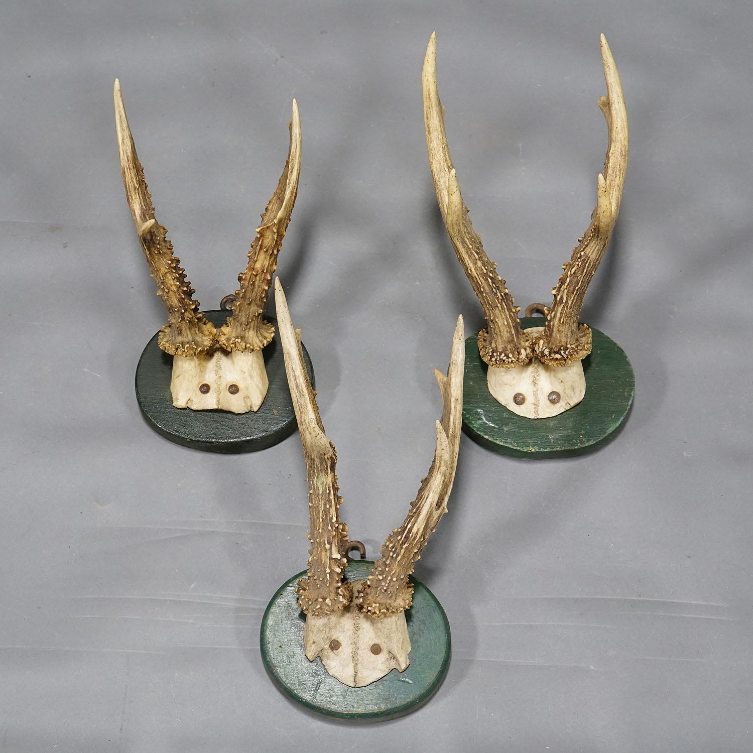 XIXe siècle Cinq trophées anciens de cerfs de Black Forest sur plaques de bois 1880s en vente