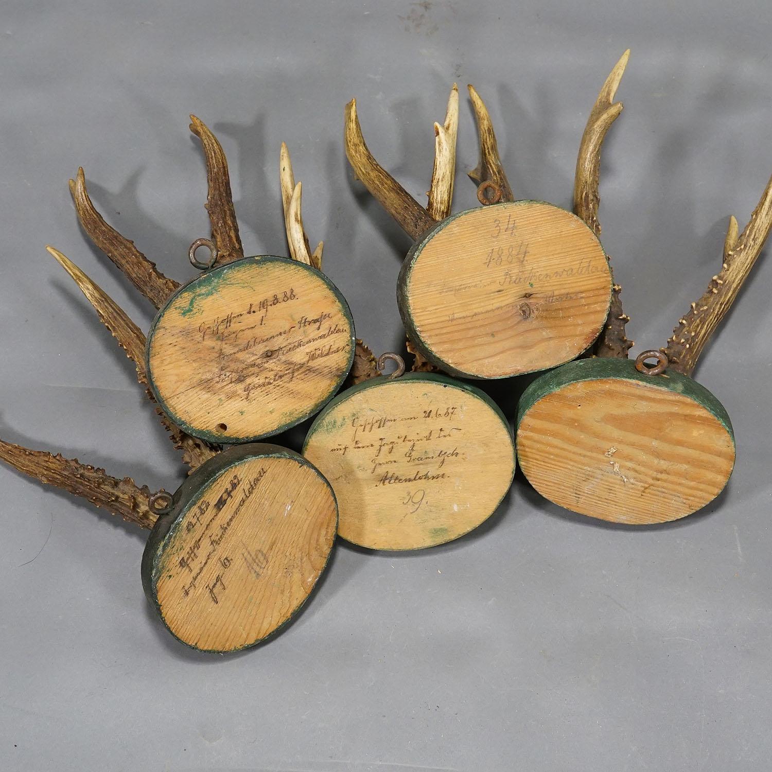 Bois cerf Cinq trophées anciens de cerfs de Black Forest sur plaques de bois 1880s en vente
