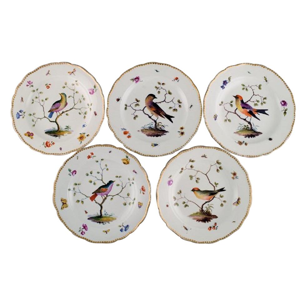 Five Antique Meissen Dinner Plates in Hand Painted Porcelain with Birds