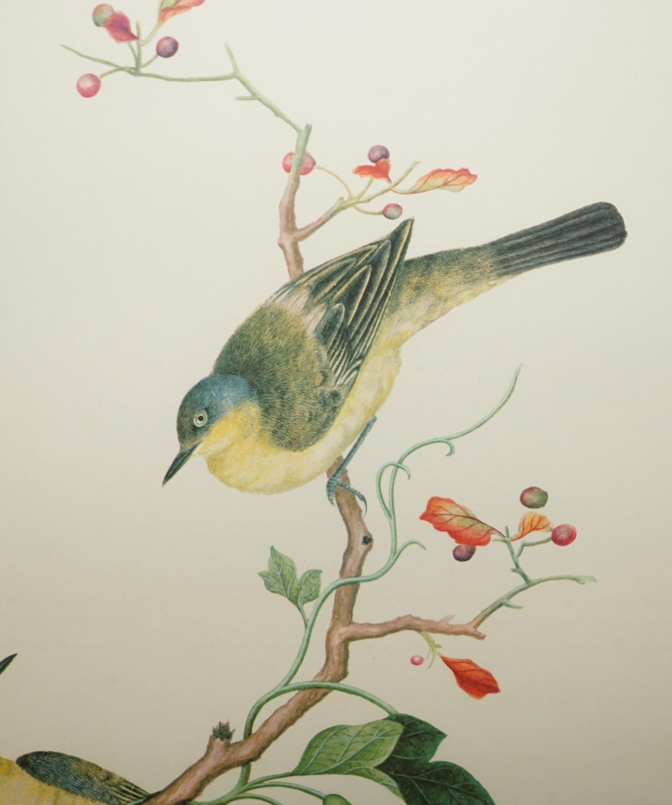 VIER CHINESISCHE CH'IEN LUNG PERIOD 1736-1796 WASSERKOLORIE VOGELBILDER GERAHMT im Angebot 9
