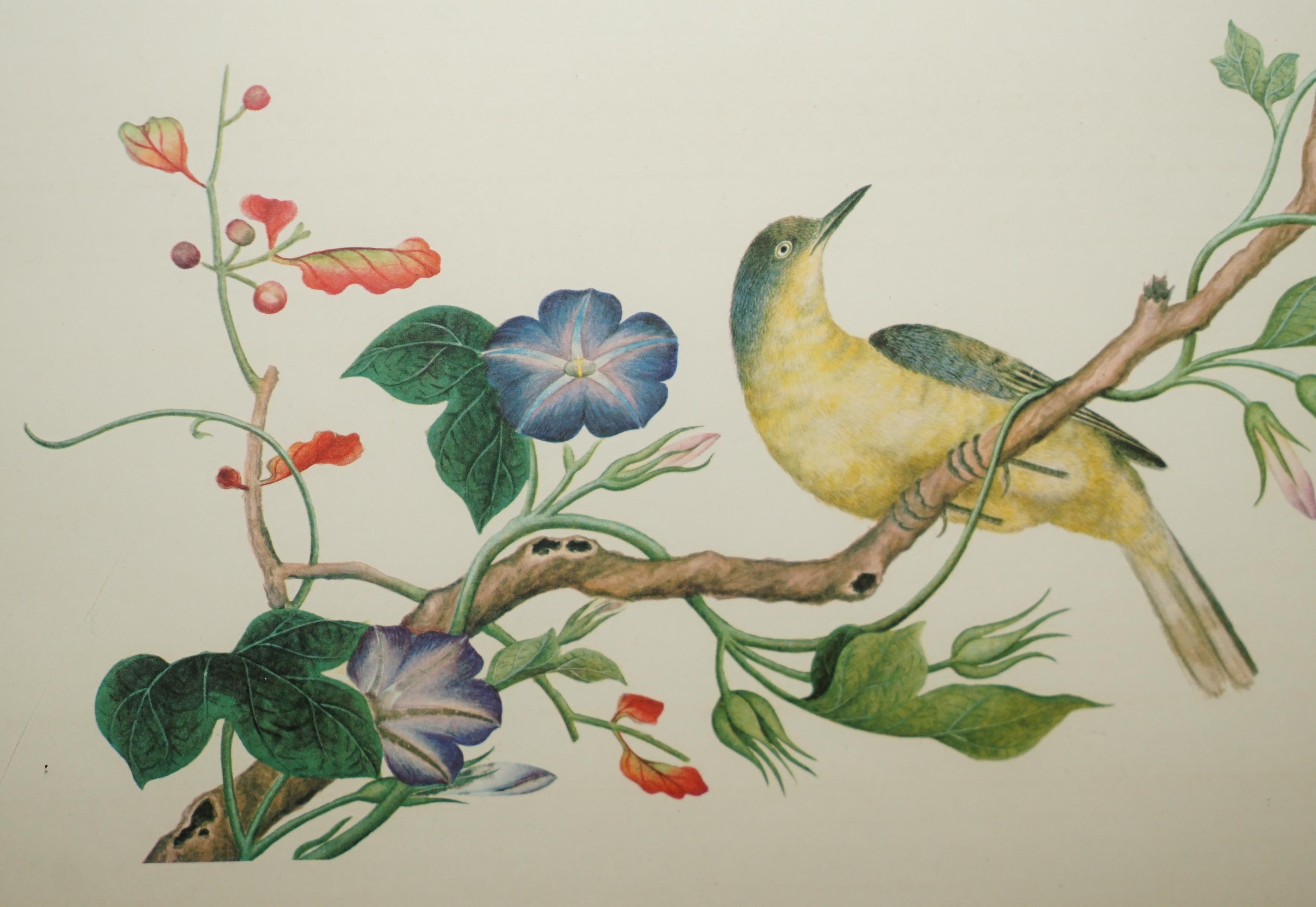 VIER CHINESISCHE CH'IEN LUNG PERIOD 1736-1796 WASSERKOLORIE VOGELBILDER GERAHMT im Angebot 10