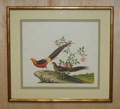 FiVE CHINESE CH'IEN LUNG PERIOD 1736-1796 WATERCOLOUR BIRD PIANTINGS FRAMED
