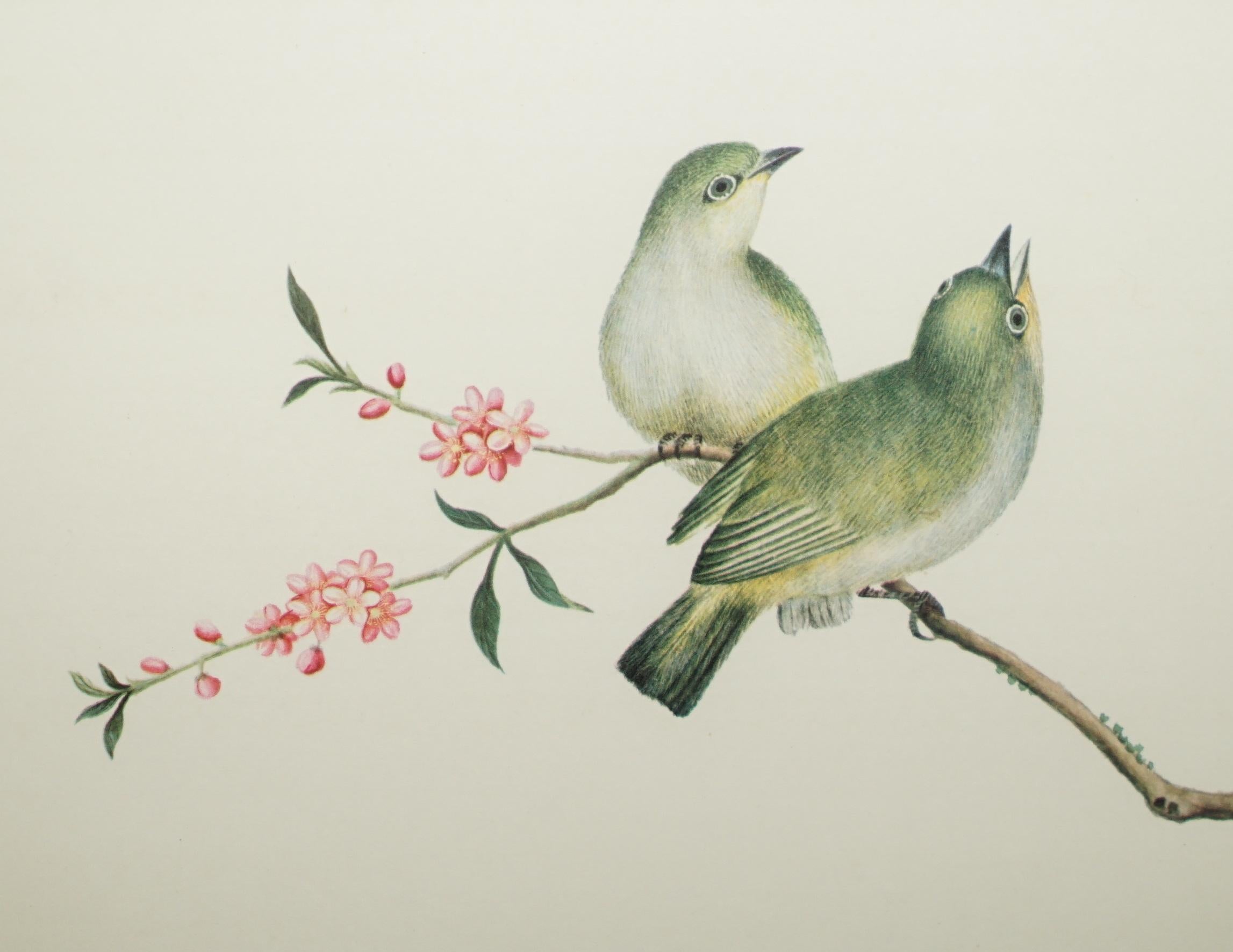 VIER CHINESISCHE CH'IEN LUNG PERIOD 1736-1796 WASSERKOLORIE VOGELBILDER GERAHMT im Angebot 12