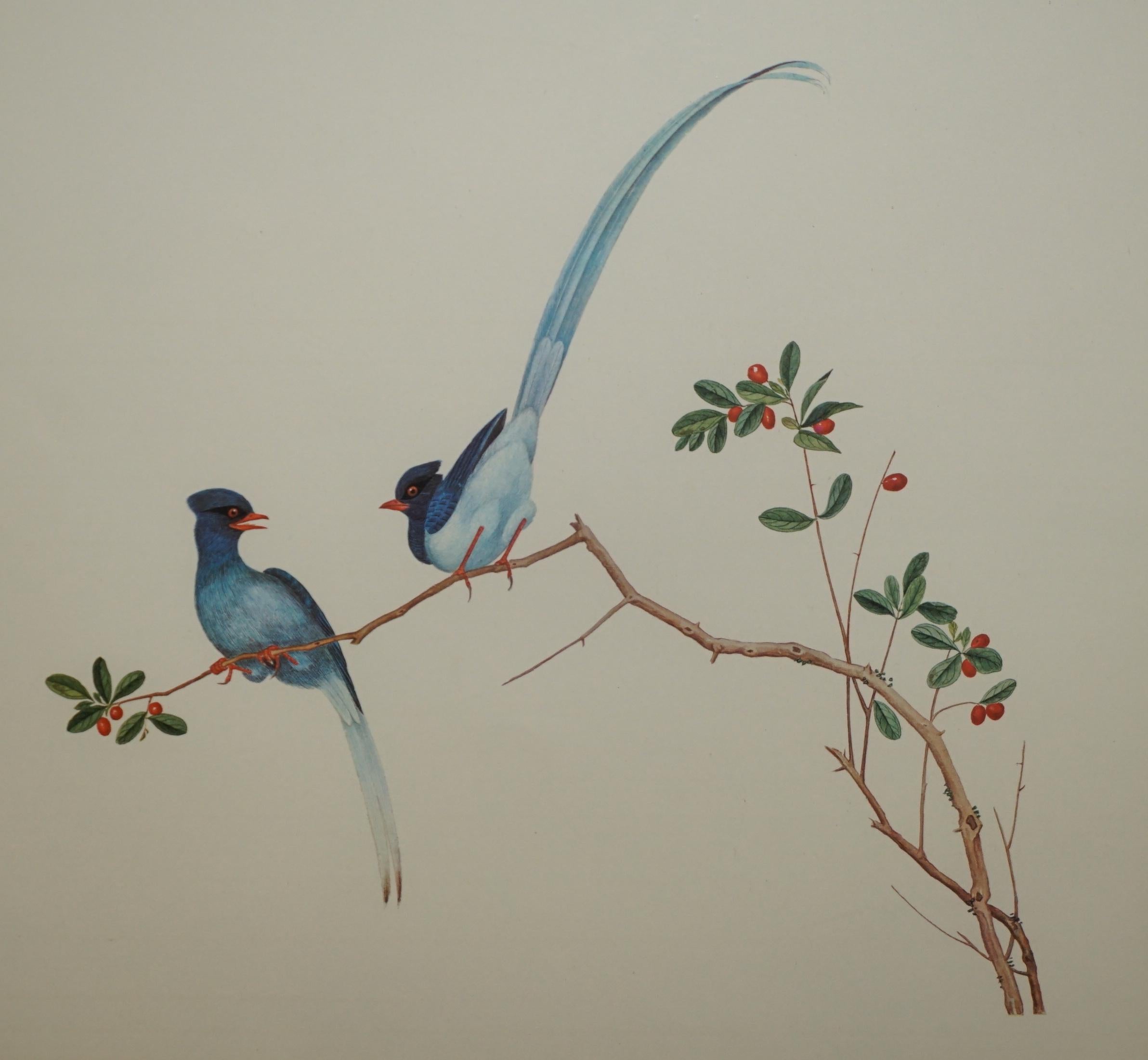 VIER CHINESISCHE CH'IEN LUNG PERIOD 1736-1796 WASSERKOLORIE VOGELBILDER GERAHMT (Mitte des 20. Jahrhunderts) im Angebot