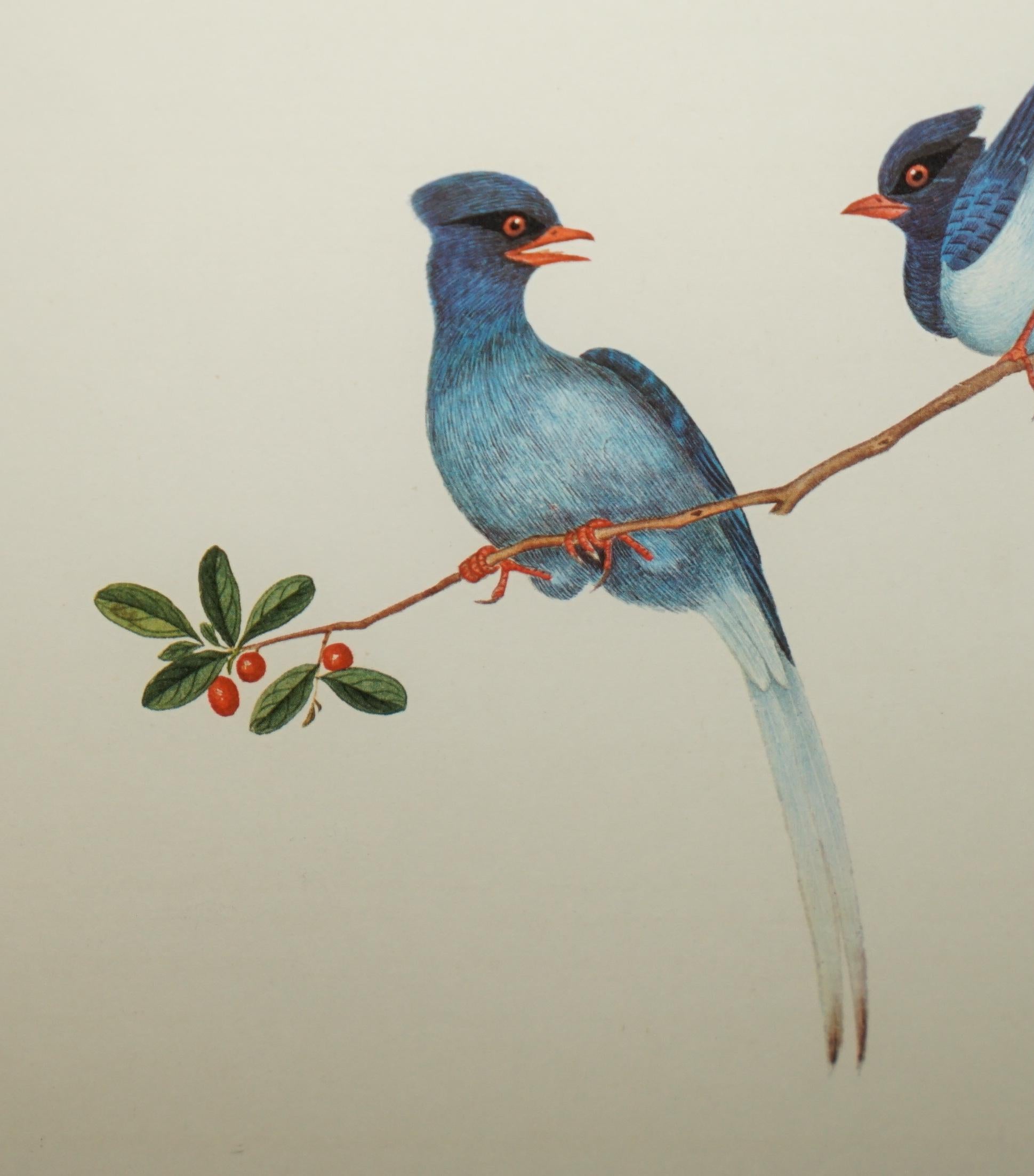 VIER CHINESISCHE CH'IEN LUNG PERIOD 1736-1796 WASSERKOLORIE VOGELBILDER GERAHMT (Papier) im Angebot