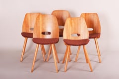 Five Czech Mid Century Dining Chairs, Made 1950s by Tatra Nábytok, Jirák