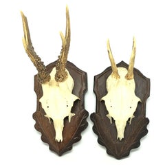 Five Deer Antler Mount Trophy on Black Forest Carved Wood Plaque, German, 1970s