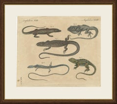 Five Exotic Lizards, Antique Bertuch Print, Vienna, circa 1820