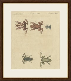 Cinq grenouilles, dont une grenouille rayée, gravure ancienne de Bertuch, Vienne, vers 1815