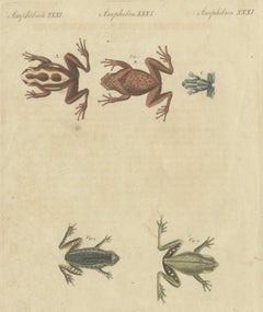 Cinq grenouilles, dont une grenouille rayée, gravure ancienne de Bertuch, Vienne, vers 1815