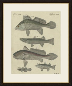 Cinque pesci con pinne spinose, stampa d’epoca di Bertuch, 1820 circa