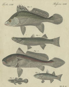 Cinque pesci con pinne spinose, stampa d’epoca di Bertuch, 1820 circa