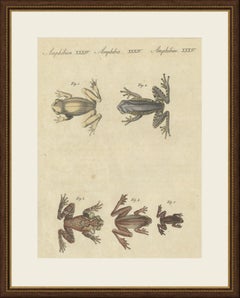 Five Tree Frogs, Antique Bertuch Print, Vienna, circa 1815