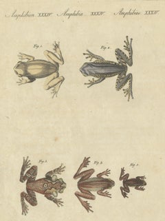 Five Tree Frogs, Antique Bertuch Print, Vienna, circa 1815