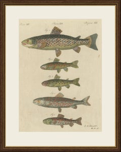 Five Trout with Salmon Trout and Alpine Char, Antique Bertuch Print, circa 1805
