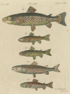 Five Trout with Salmon Trout and Alpine Char, Antique Bertuch Print, circa 1805