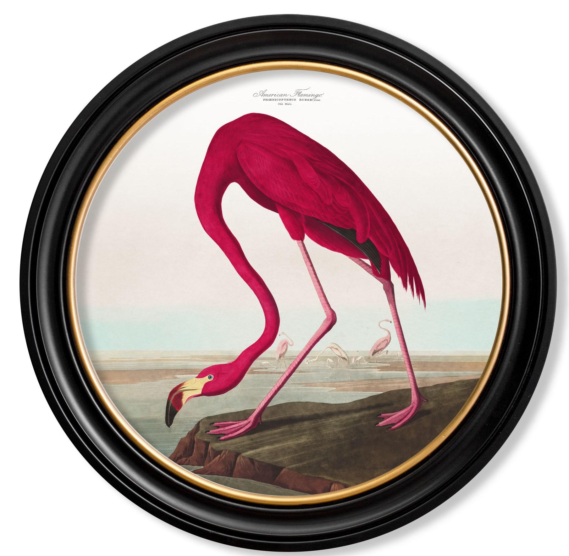 This is a digitally remastered print of a Flamingo referenced from an Audubon.
Birds of America hand coloured print, originally from the 1800's.

Prints of this style were originally printed in black and white and then hand painted over the top