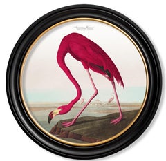 Flamingo Print from Audubon's Birds of America C1838 in Round Frame, New