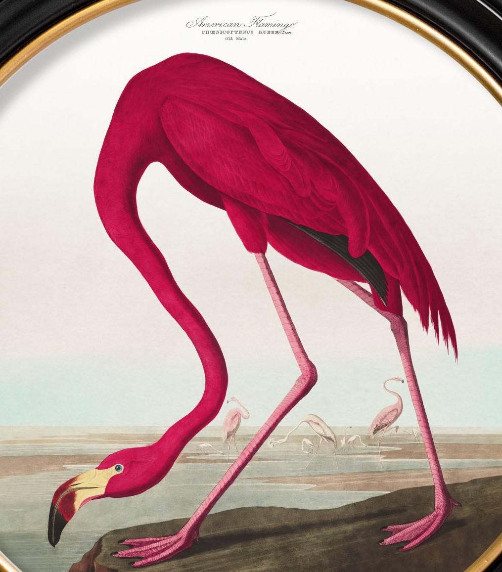Colonial américain Impression flamingo d'Audubon's Birds of America C1838 dans un cadre rond, neuf en vente