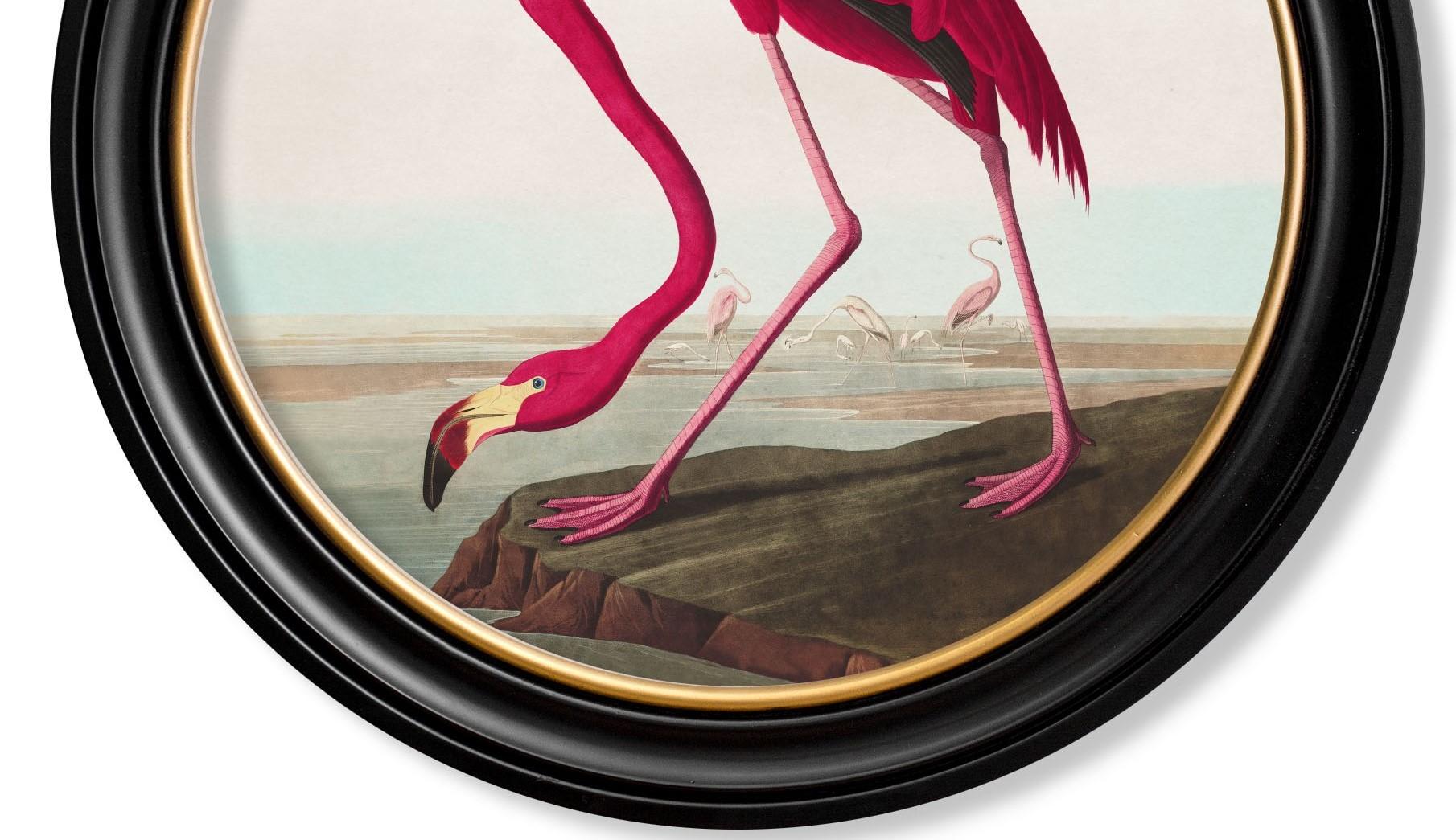 British Flamingo Print from Audubon's Birds of America C1838 in Round Frame, New For Sale