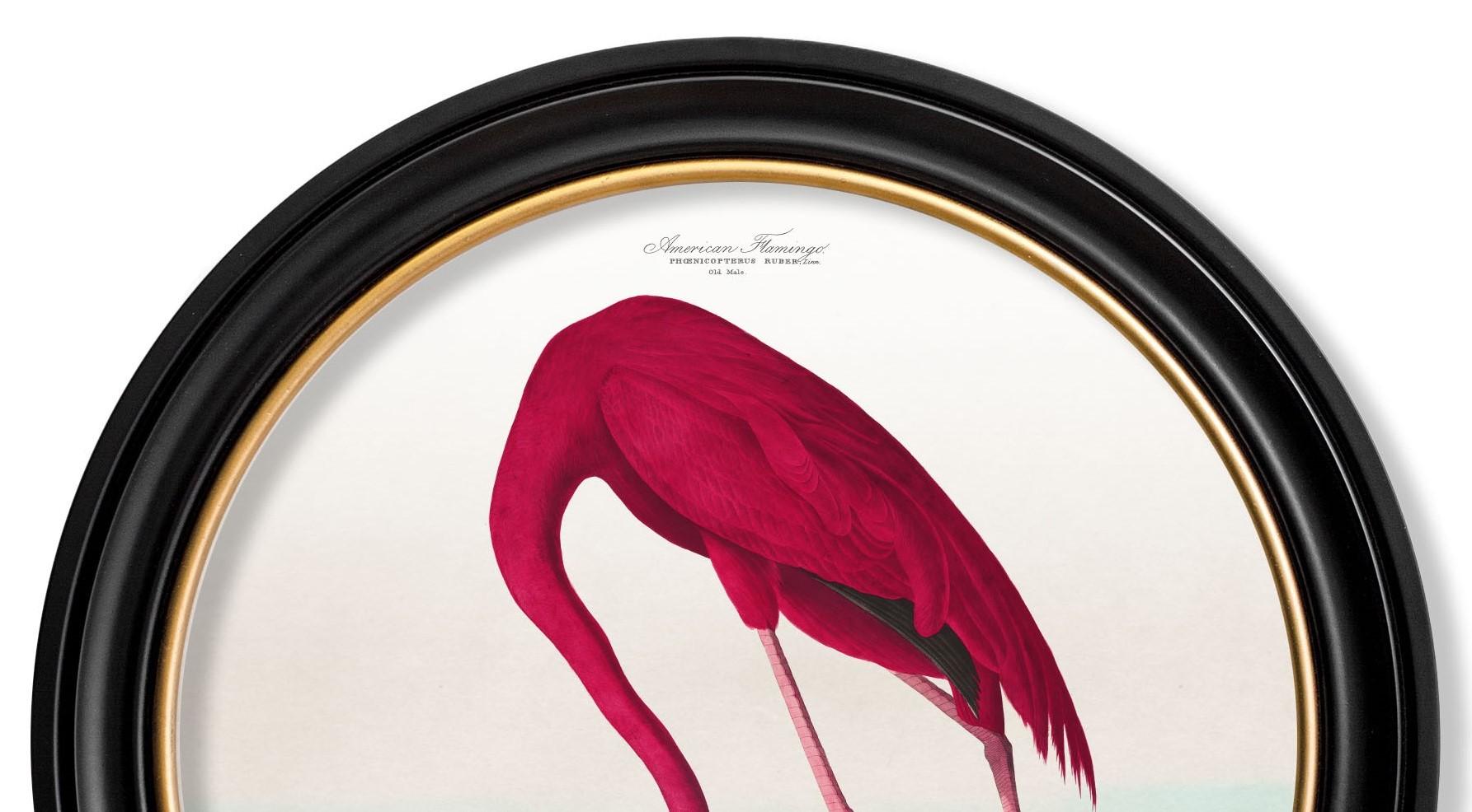 Flamingo Print from Audubon's Birds of America C1838 in Round Frame, New In Excellent Condition For Sale In Lincoln, Lincolnshire