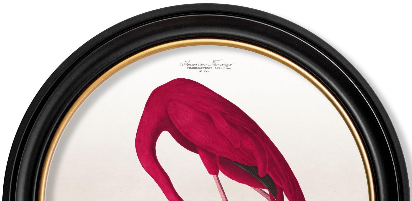 Impresión de un flamenco de la obra Aves de América de Audubon de C1838 en marco redondo, Nuevo Siglo XXI y contemporáneo en venta
