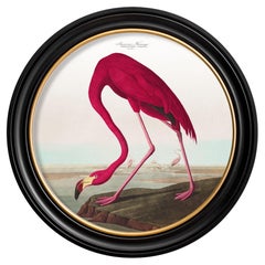 Flamingo Print from Audubon's Birds of America C1838 in Round Frame, New