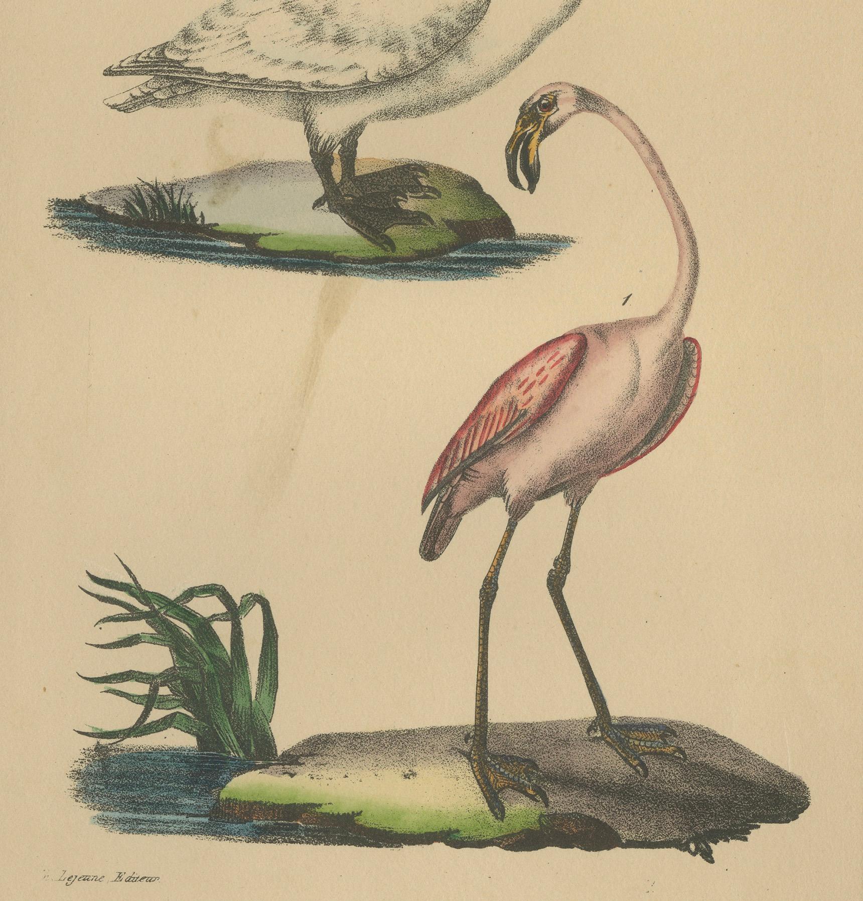 Flamingo & Swan – Antique hand-coloured lithograph, c.1828

Description:
A graceful early 19th-century ornithological plate depicting two elegant waterbirds: the Flamingo (Le Flamand ou Phoenicoptère) in the foreground and the Swan (Le Cygne) above.