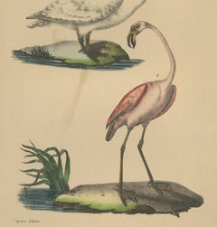 Flamingo & Swan – Antique hand-coloured lithograph, c.1828